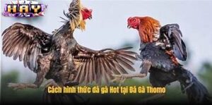 Trình Tổ Chức Trận Đấu