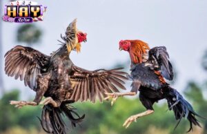 Kinh Nghiệm Nuôi Đá Gà Chọi Haywin